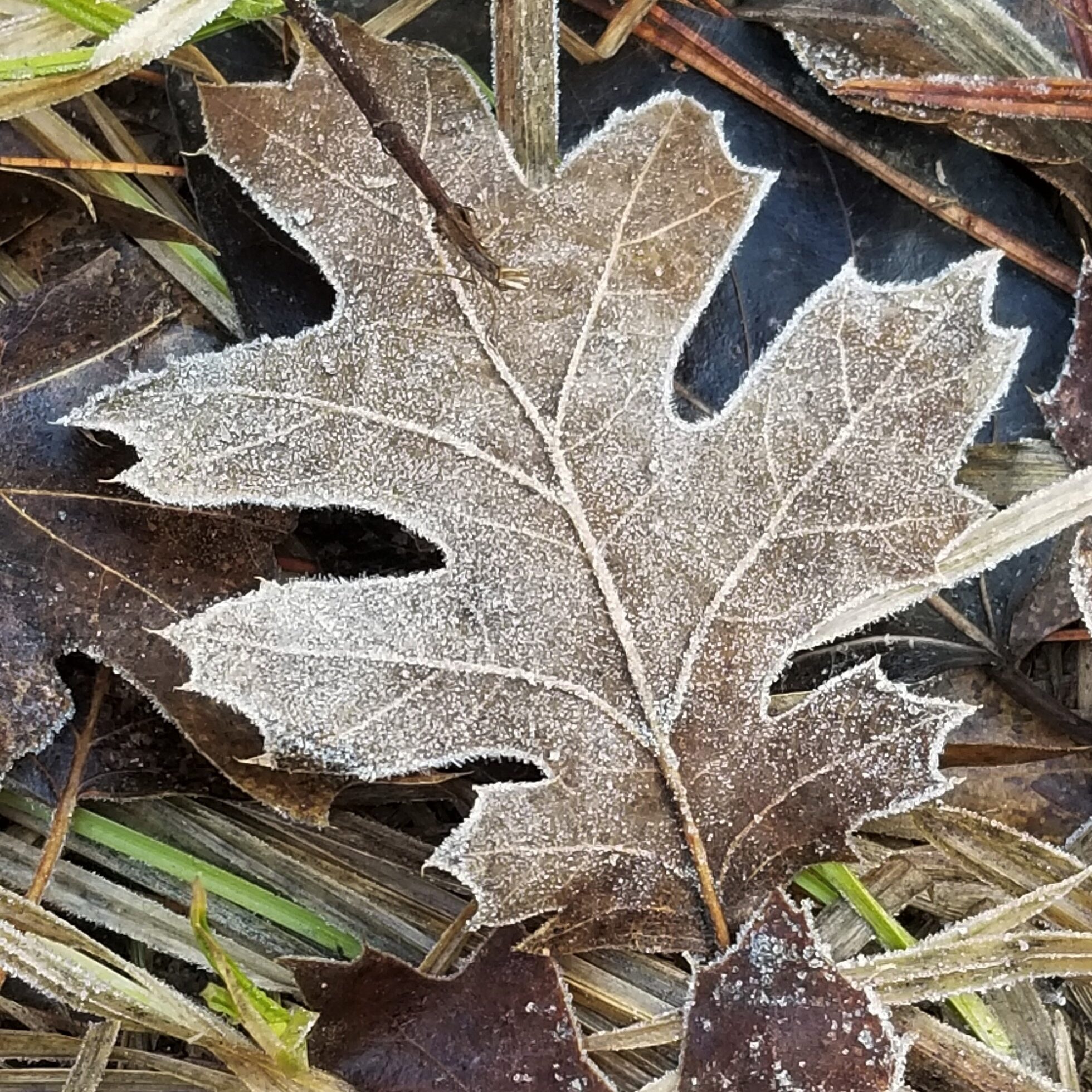 A symbolic image of a frosted leaf.
